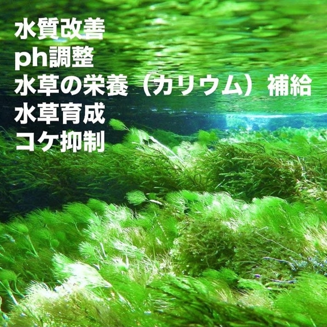 炭酸カリウム50g×4袋  水草添加剤・栄養剤 その他のペット用品(アクアリウム)の商品写真