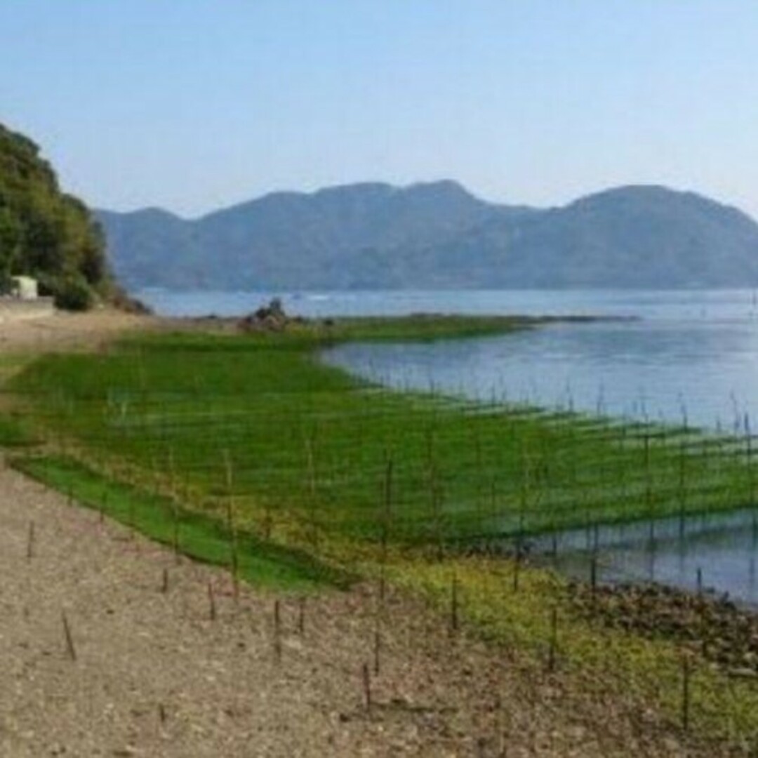 4月22日収穫終了 鹿児島県長島町産 あおさ あおさのり 乾燥あおさ 食品/飲料/酒の食品(野菜)の商品写真