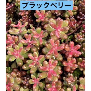 多肉植物　 アルブム　ブラックベリー　紅葉 1〜2cm  30本　カット苗 (その他)