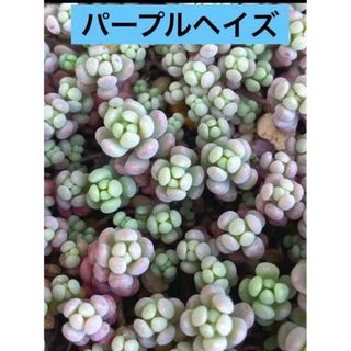 多肉植物 パープルヘイズ カット苗　25カット(その他)