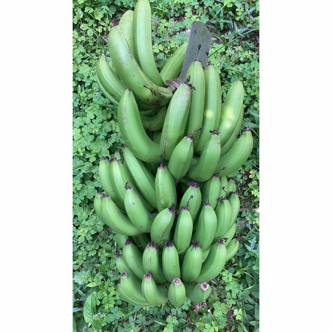 自然栽培　　　台湾バナナ 食品/飲料/酒の食品(フルーツ)の商品写真