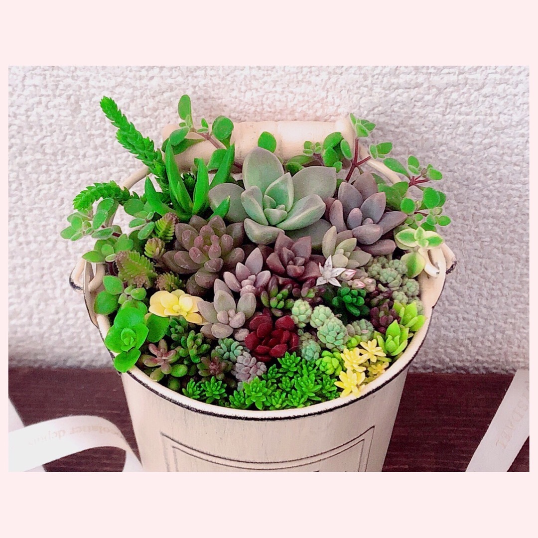 訳あり　そのまま飾れます❤️多肉植物　育て方メモつき　3つセット その他のその他(その他)の商品写真