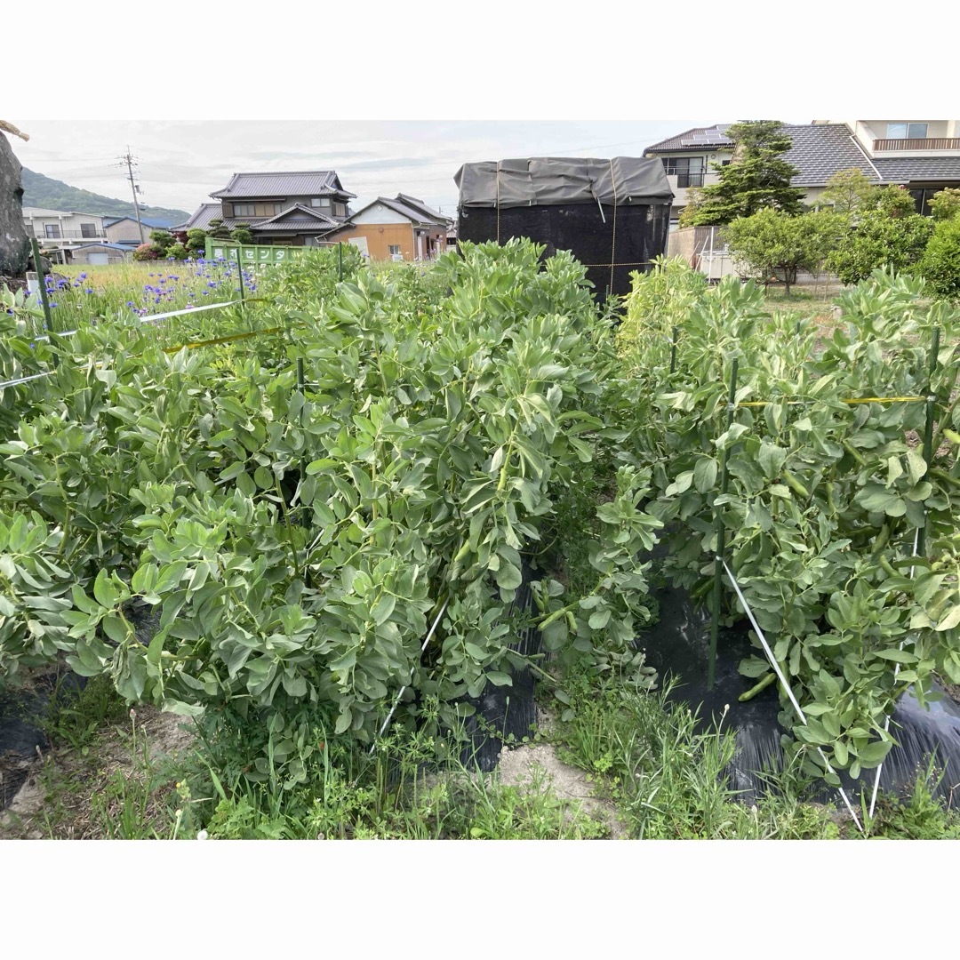 農薬不使用そら豆香川県産、コンパクトBOXいっぱい 食品/飲料/酒の食品(野菜)の商品写真