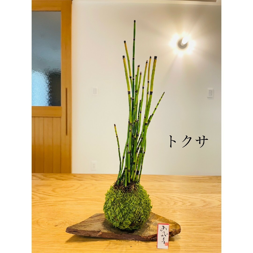 トクサの苔玉　木賊 その他のその他(その他)の商品写真