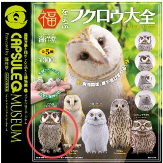 福をよぶ  フクロウ大全  アフリカオオコノハズク ガチャガチャ(その他)