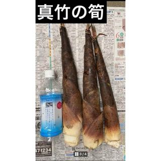 旬の味覚狩り  一番柔らかく、美味しい   ■真竹の筍  2キロ(野菜)