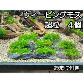 ADA ウィーピングモス　水草付き流木　おまけ付き(アクアリウム)