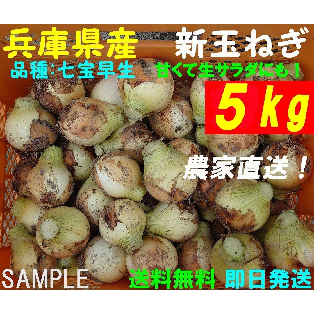 【兵庫県産】新玉ねぎ　5kg　農家直送　早生　サラダ玉葱　新鮮　朝採り　名産 食品/飲料/酒の食品(野菜)の商品写真