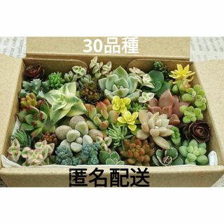 カット苗 詰め合わせ 30種類 寄せ植え 多肉(その他)