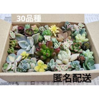 カット苗 詰め合わせ 30種類 寄せ植え 多肉(その他)