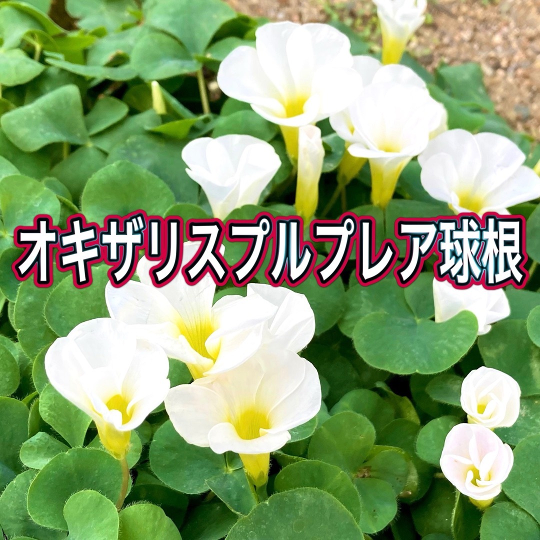 【オキザリスプルプレア】球根 ハンドメイドのフラワー/ガーデン(その他)の商品写真