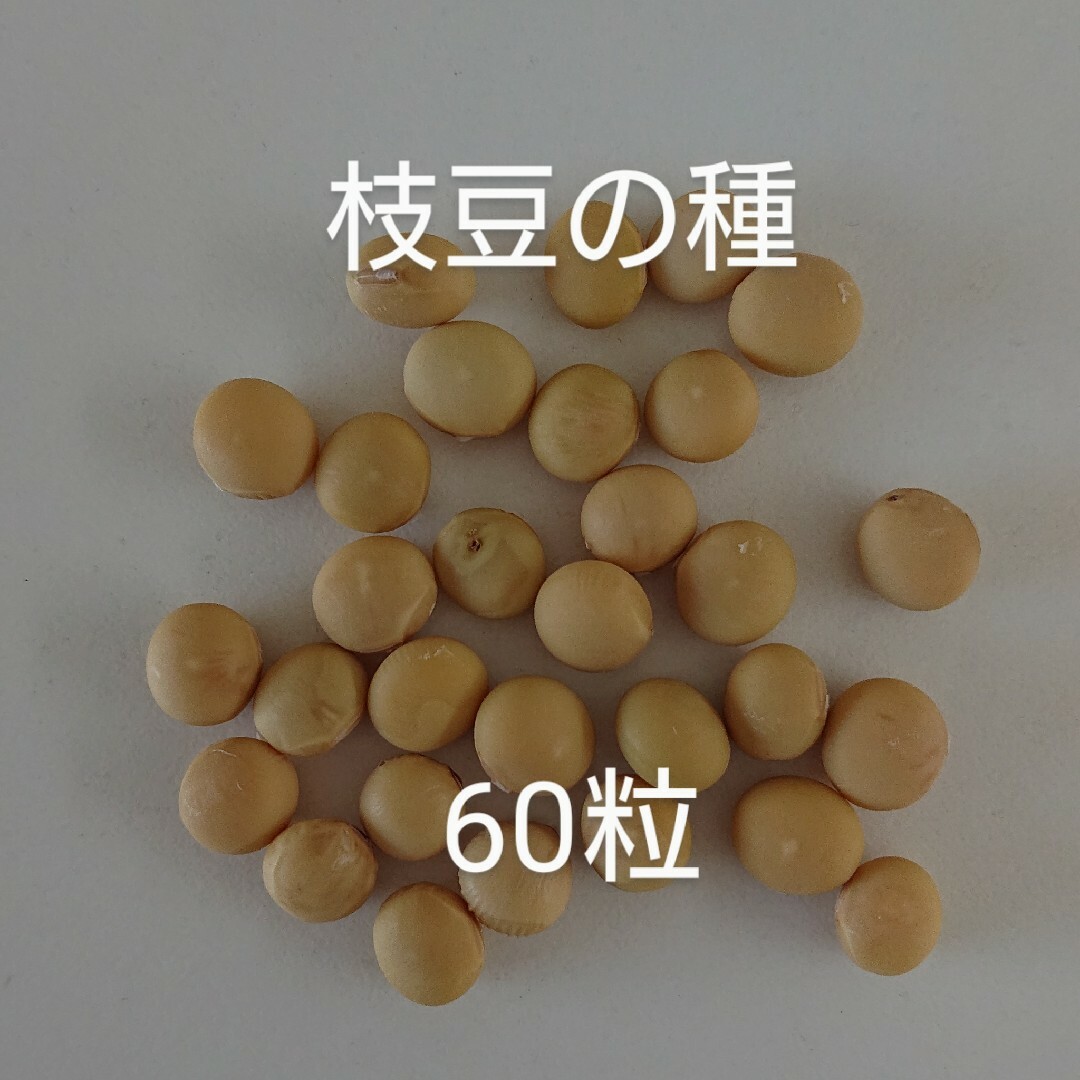 【自然栽培】枝豆の種60粒⑤ 食品/飲料/酒の食品(野菜)の商品写真