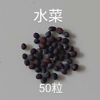 【自然栽培】水菜の種50粒②(野菜)