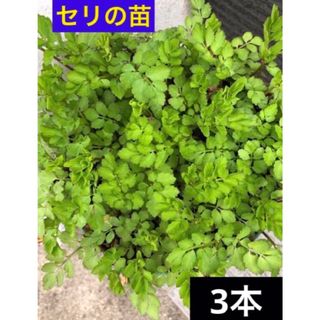 セリの苗　3本　芹　せり　無農薬　農薬不使用(その他)