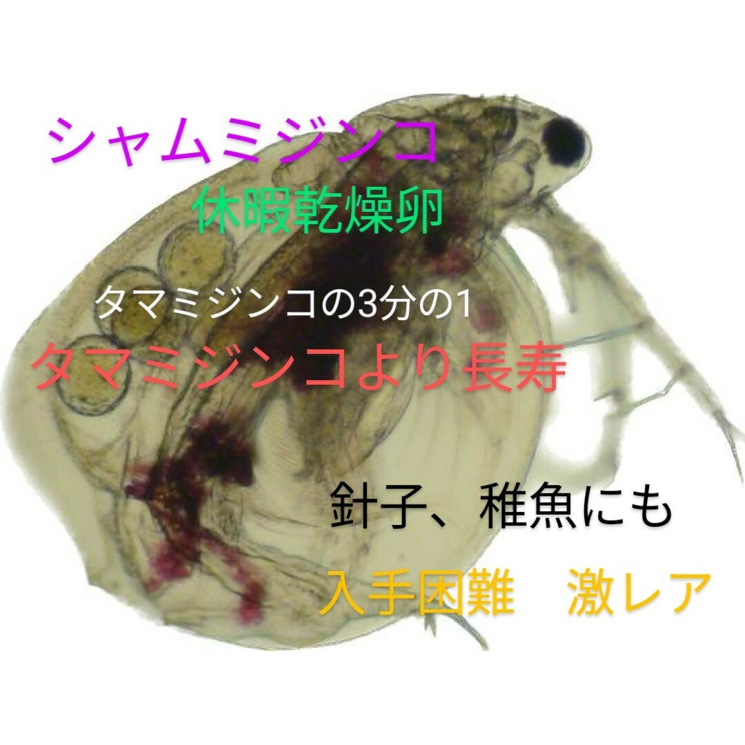 送料無料！超希少！タマミジンコの3分の1のミジンコ　シャムミジンコ乾燥休暇卵 その他のペット用品(アクアリウム)の商品写真