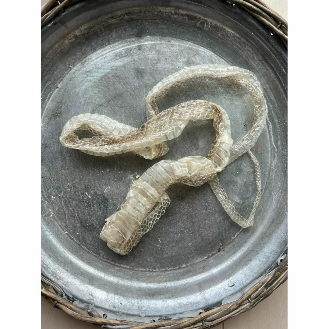 金運UP　九州白蛇さま　蛇の抜け殻　白ヘビ　シロ蛇　⑦ その他のその他(オーダーメイド)の商品写真