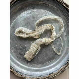 金運UP　九州白蛇さま　蛇の抜け殻　白ヘビ　シロ蛇　⑦(オーダーメイド)