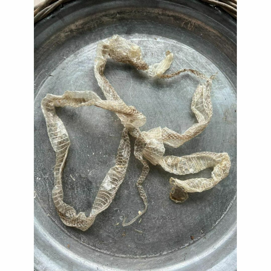 金運UP　九州白蛇さま　蛇の抜け殻　白ヘビ　シロ蛇　⑭ その他のその他(その他)の商品写真