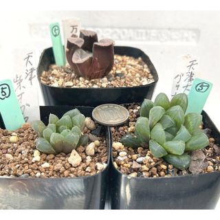 オマケ付‼️特価‼️多肉植物 ハオルチア ３種 抜き苗セット５(その他)