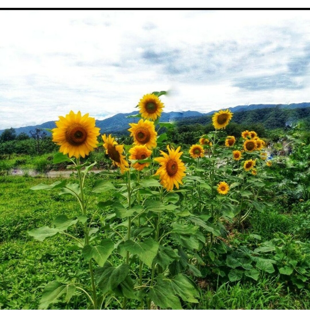 大きくそだつひまわりの種　たっぷり約600粒　✿花畑　ガーデニング　家庭菜園✿ エンタメ/ホビーのエンタメ その他(その他)の商品写真