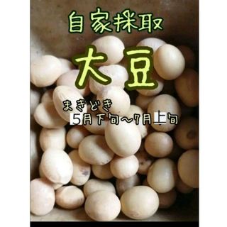 【自然農】大豆の種　20粒　枝豆にも◎家庭菜園　園芸　プランター栽培◎自家採種(野菜)