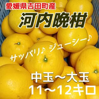 愛媛県産★農家直送★河内晩柑 中玉〜大玉(フルーツ)