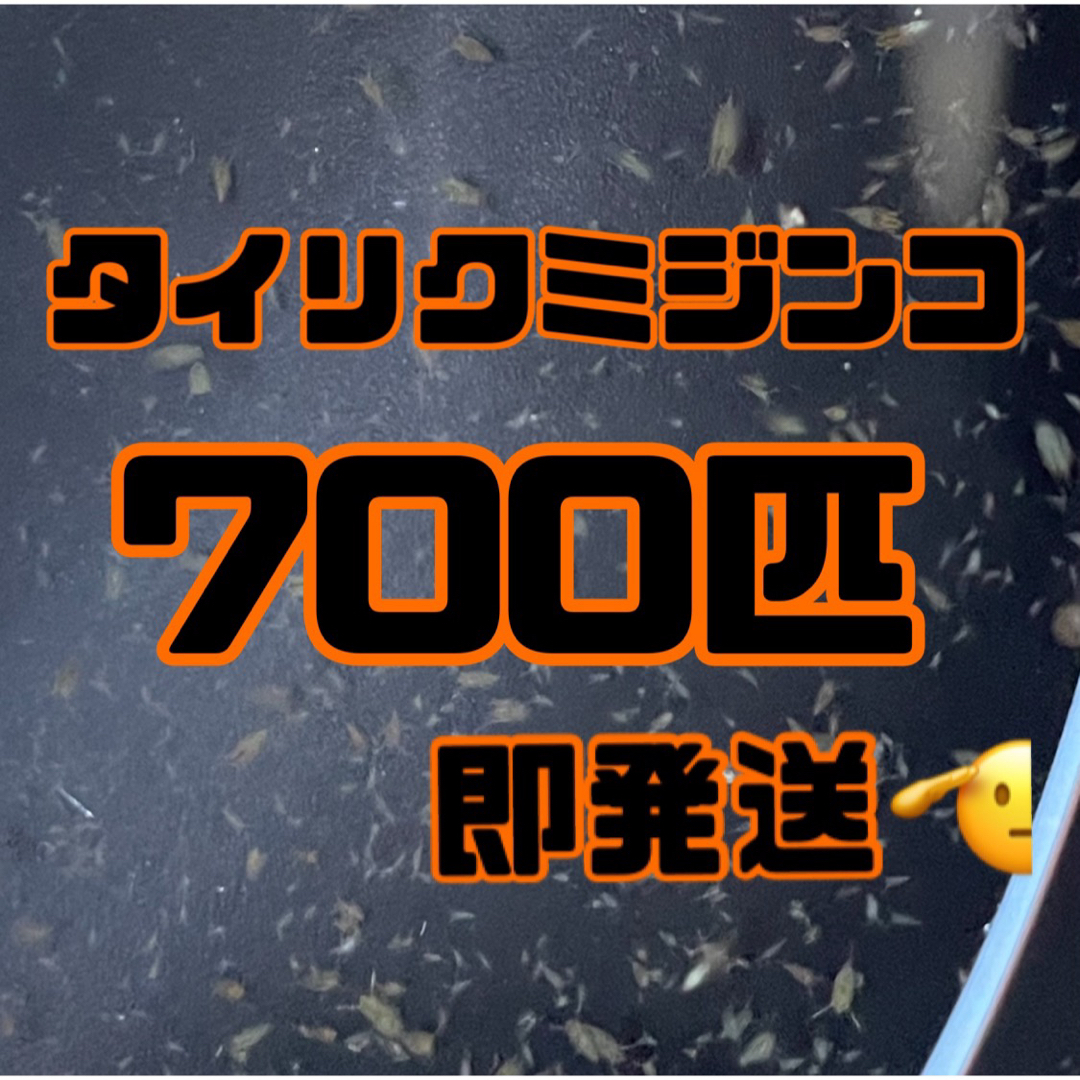 【タイリクミジンコ700匹程　稚ミジンコ】送料無料めだか金魚etc. その他のペット用品(アクアリウム)の商品写真