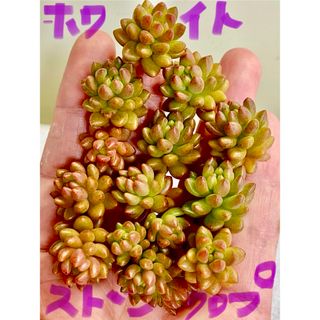 多肉植物　セダム　ホワイトストーンクロプ　12カット(その他)