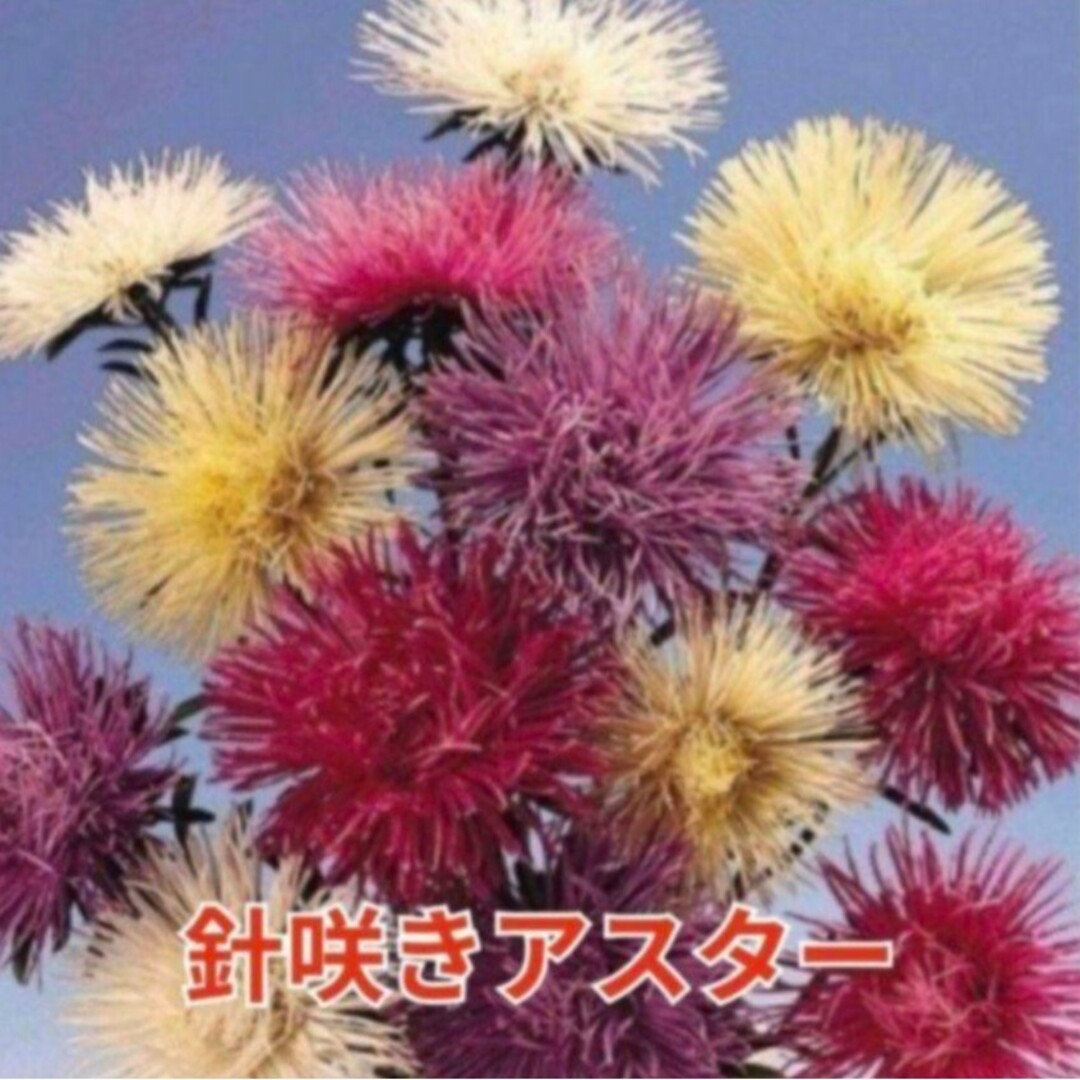 《花壇をカラフルにしてくれる》花の種   アスターミックス 種  多年草 宿根草 ハンドメイドのフラワー/ガーデン(その他)の商品写真