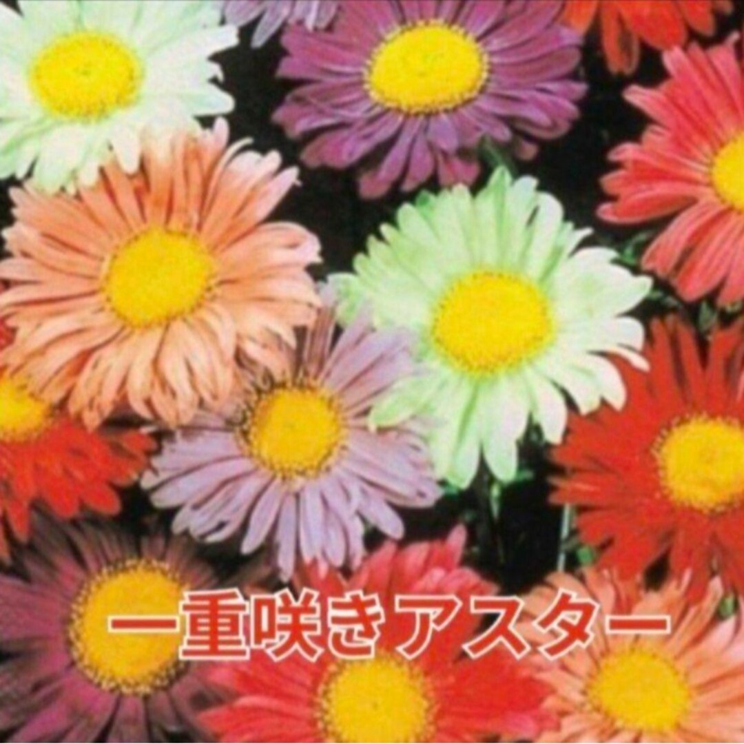 《花壇をカラフルにしてくれる》花の種   アスターミックス 種  多年草 宿根草 ハンドメイドのフラワー/ガーデン(その他)の商品写真