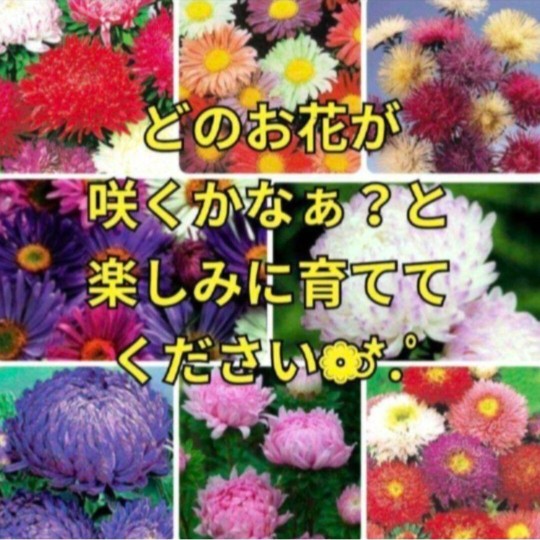 《花壇をカラフルにしてくれる》花の種   アスターミックス 種  多年草 宿根草 ハンドメイドのフラワー/ガーデン(その他)の商品写真