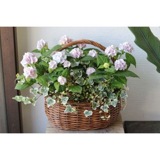 あじさい伊予獅子てまりの籠寄せ植え(その他)