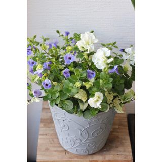 Blue &Whiteの爽やか上品な寄せ植え(その他)