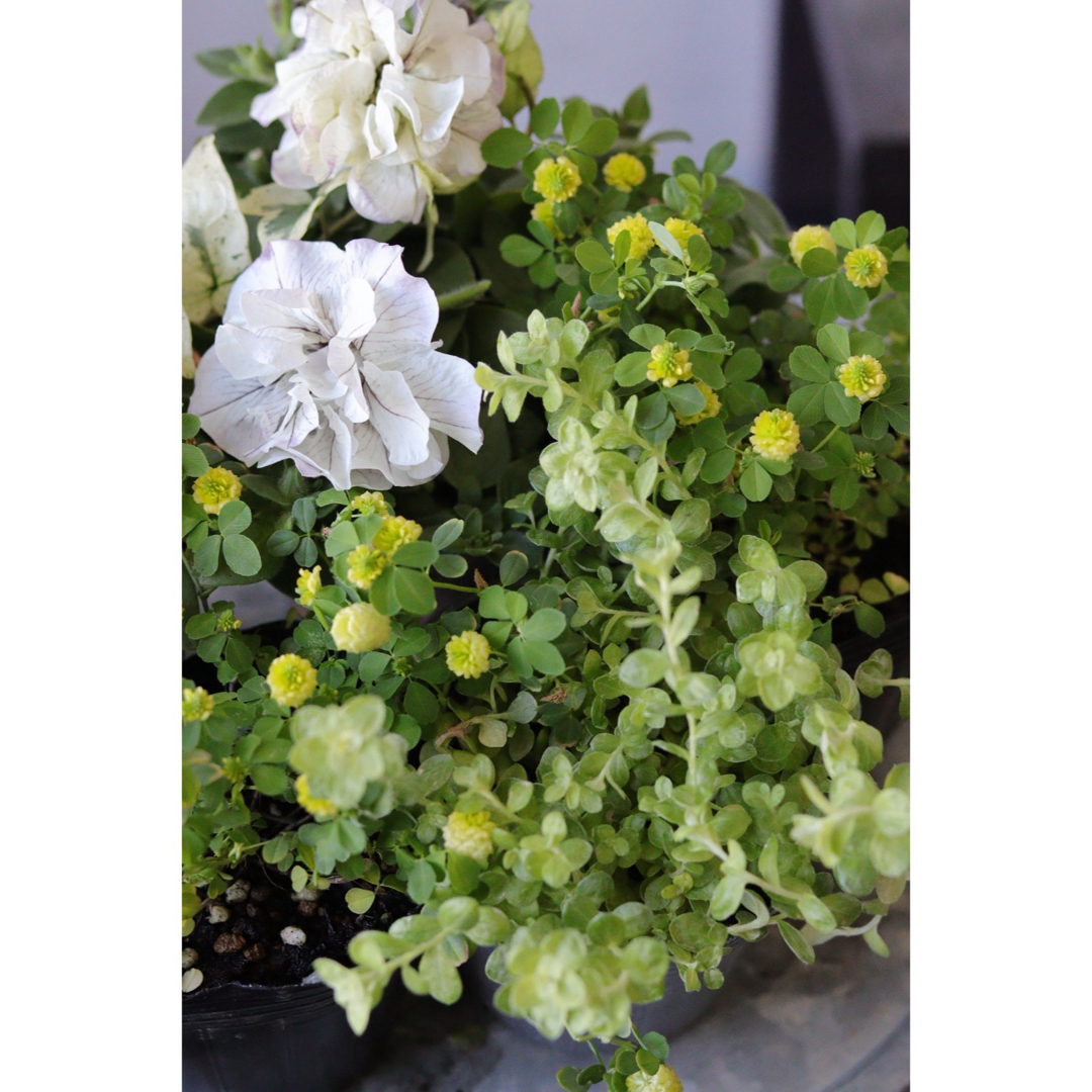爽やかビタミンcolorの夏の寄せ苗セット ハンドメイドのフラワー/ガーデン(その他)の商品写真