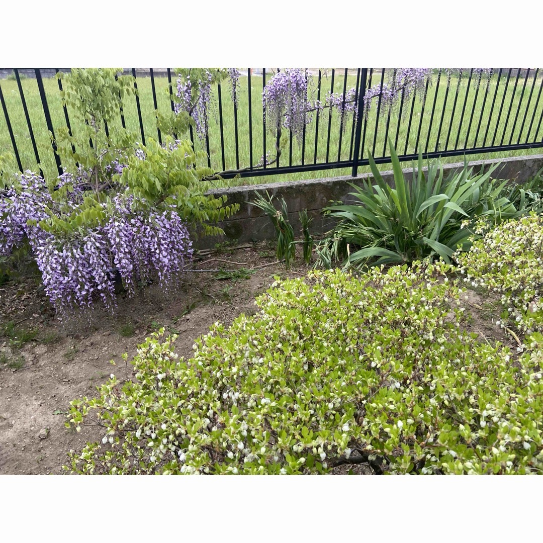 藤の種子 ハンドメイドのフラワー/ガーデン(その他)の商品写真