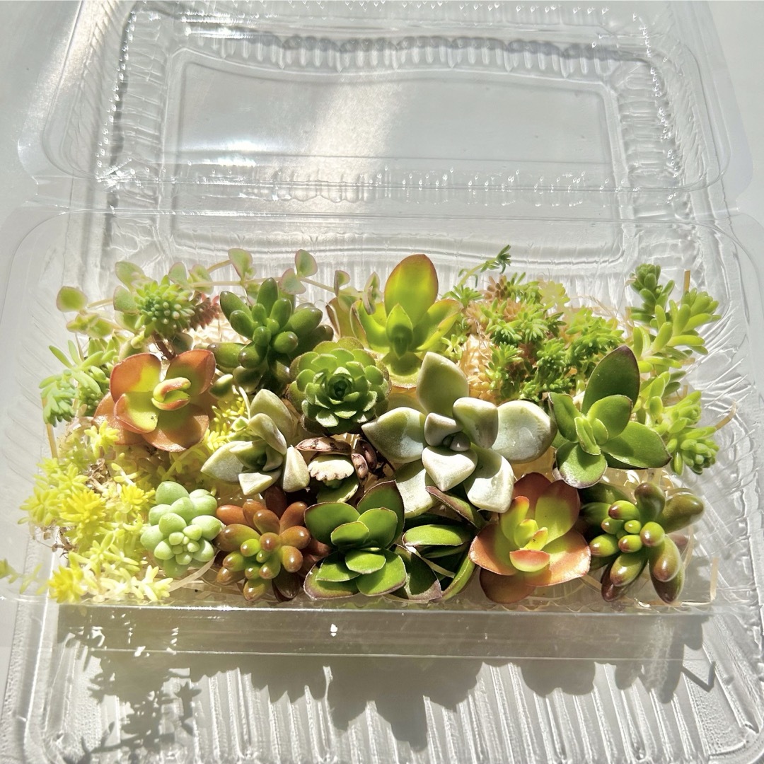 多肉植物　カット苗　寄せ植え　名前一覧付き ハンドメイドのフラワー/ガーデン(その他)の商品写真