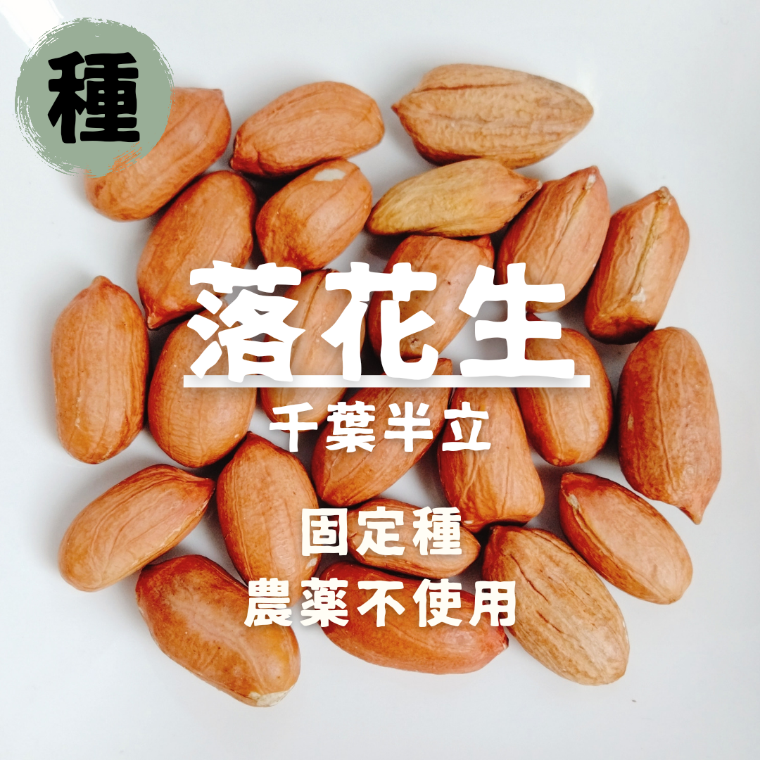 【種】落花生　千葉半立　無農薬　10粒 食品/飲料/酒の食品(野菜)の商品写真