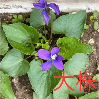 無農薬 多年草 青スミレ 抜き苗 大株(その他)