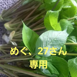 こしあぶら(野菜)