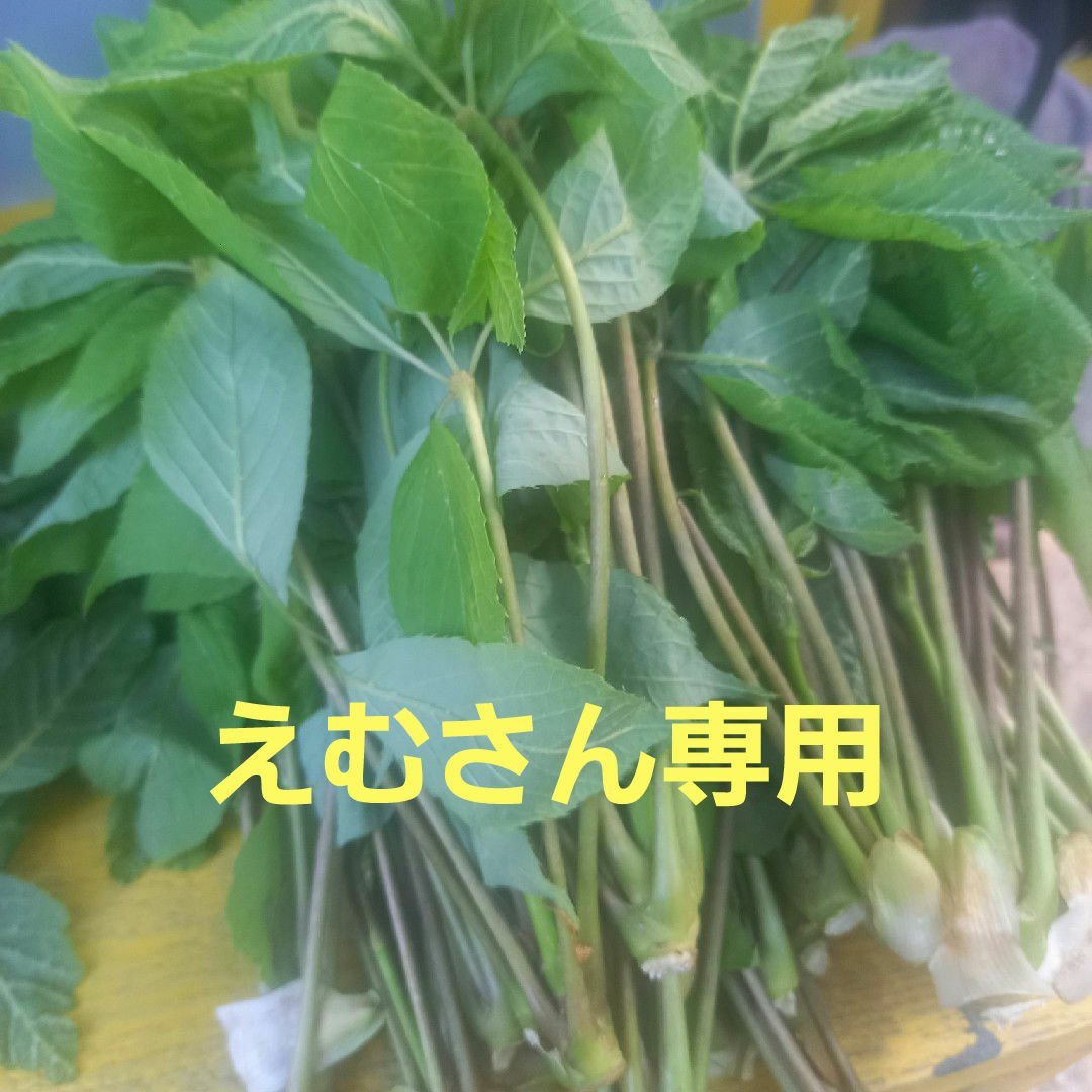 こしあぶら 食品/飲料/酒の食品(野菜)の商品写真