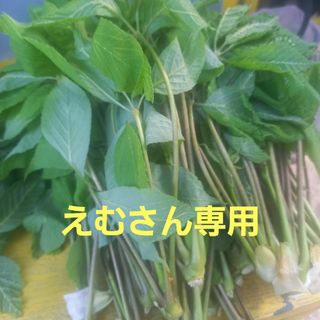 こしあぶら(野菜)