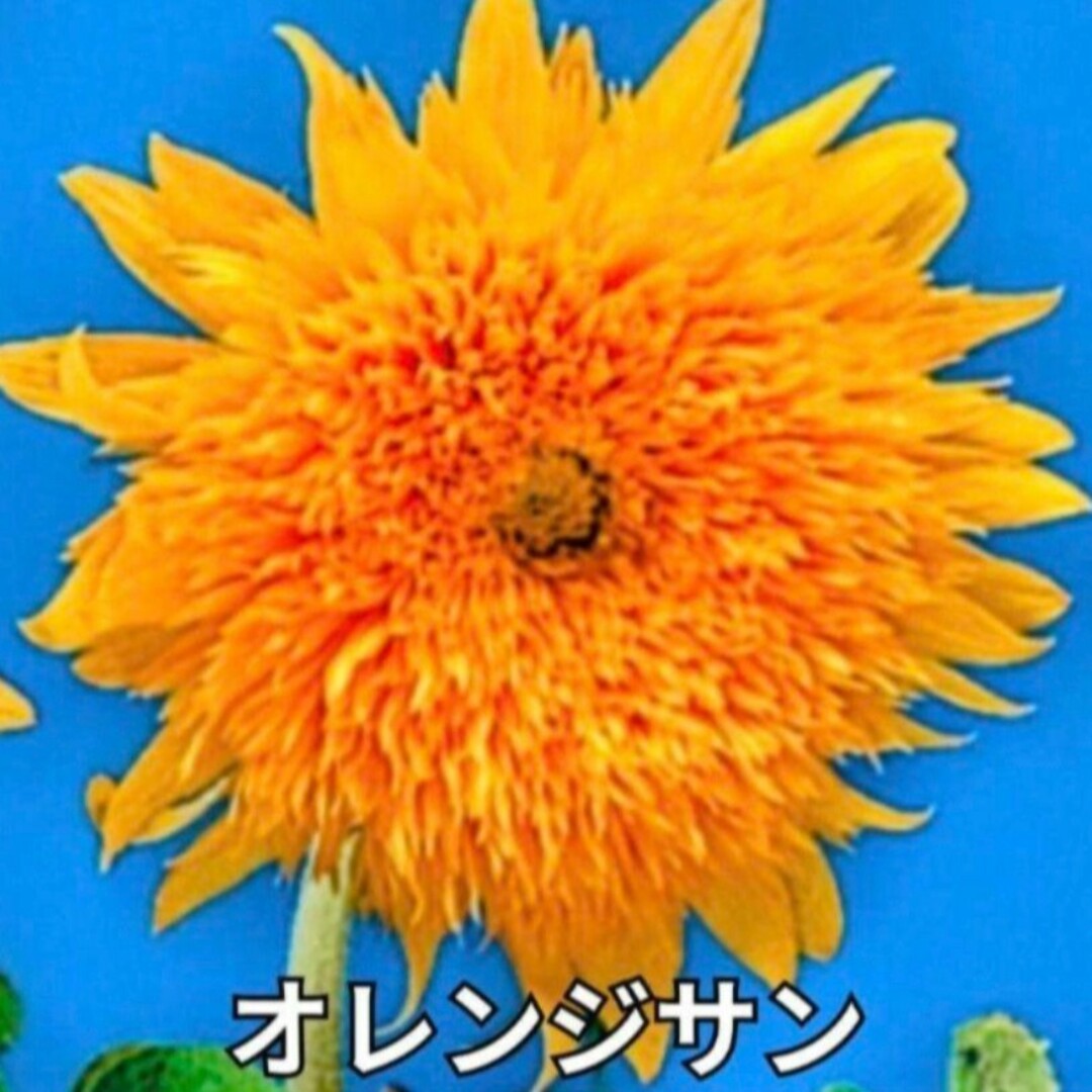 花の種《袋分けしてます❁⃘*.゜》ひまわり 種 夏の定番!! ❁⃘*花の苗 ハンドメイドのフラワー/ガーデン(その他)の商品写真