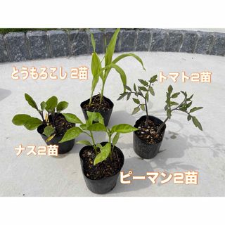 野菜苗セット⁂とうもろこし⁂トマト⁂なす⁂ピーマン