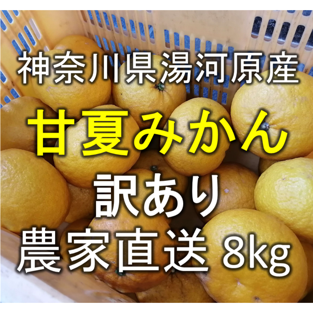 【甘夏みかん】訳あり 約8kg 神奈川県湯河原町産 農家直送 食品/飲料/酒の食品(フルーツ)の商品写真