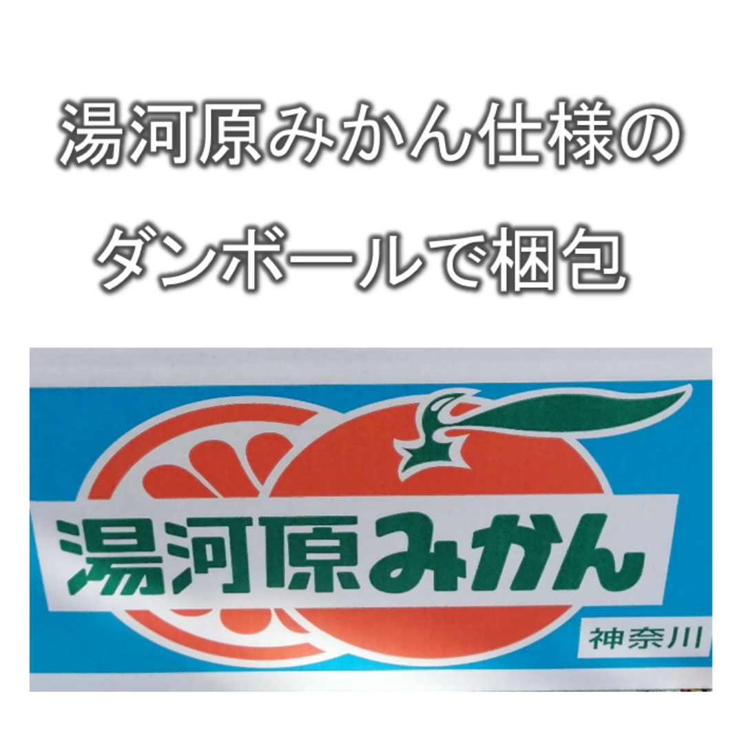 【甘夏みかん】訳あり 約8kg 神奈川県湯河原町産 農家直送 食品/飲料/酒の食品(フルーツ)の商品写真