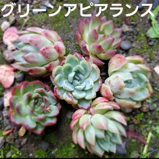 グリーンアピアランス·͜·ᰔᩚ多肉植物 カット苗 しっかりサイズ 1つ(その他)