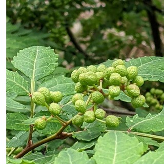 1.岡山県産  山椒の実  100グラム  ネコポス箱  農薬不使用(野菜)