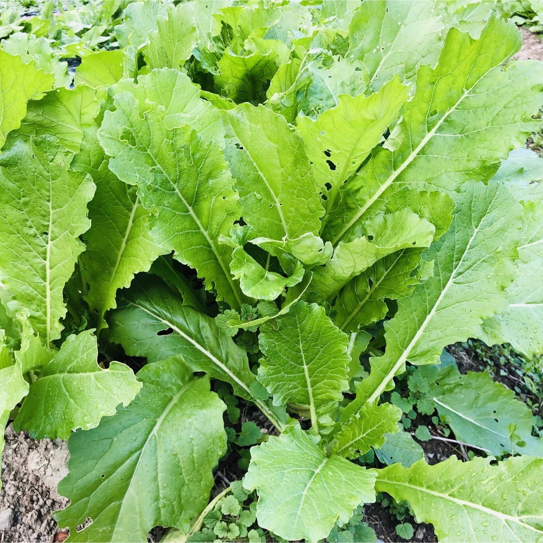 たっぷり野菜　コンパクトボックス採れたて野菜詰め合わせ　採れたて野菜　コンパクト 食品/飲料/酒の食品(野菜)の商品写真