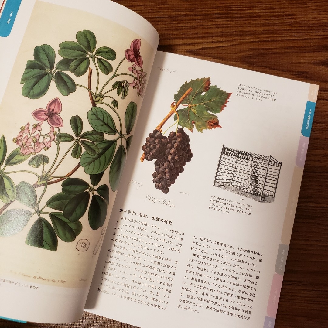 〈ヴィジュアルで見る〉歴史を進めた植物の姿 : 植物とヒトの共進化史 図録 図鑑 エンタメ/ホビーの本(科学/技術)の商品写真