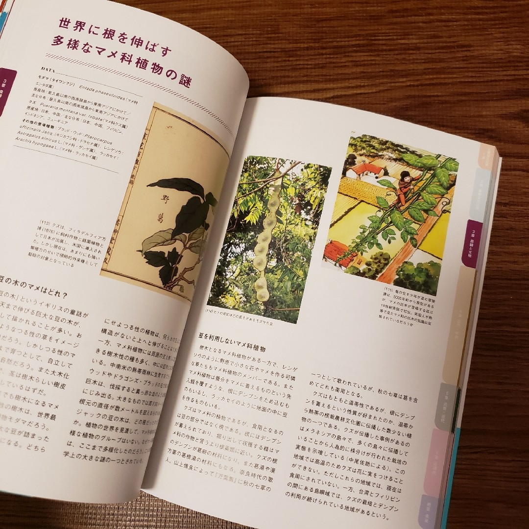 〈ヴィジュアルで見る〉歴史を進めた植物の姿 : 植物とヒトの共進化史 図録 図鑑 エンタメ/ホビーの本(科学/技術)の商品写真